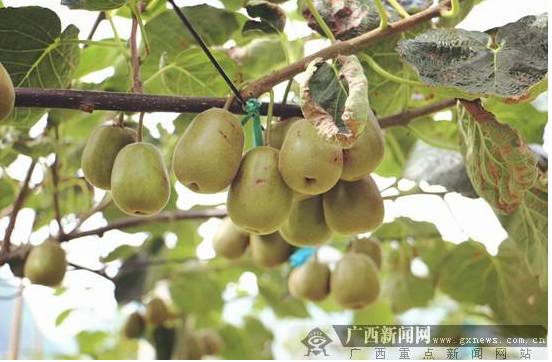 蛟龙果是什么水果