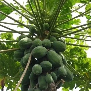 蛟龙果是什么水果