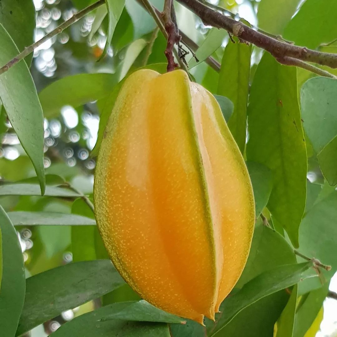 蛟龙果是什么水果