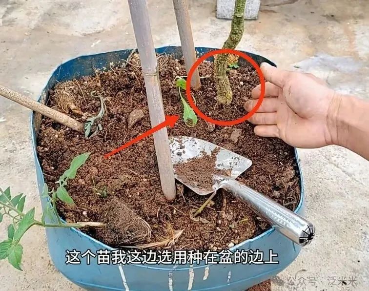 番茄网