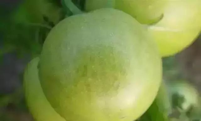 番茄网