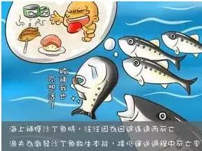 鲶鱼效应