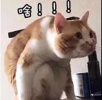 策划