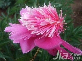 芍药花语