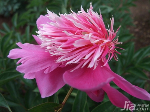 芍药花语