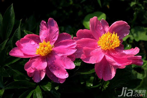 芍药花语