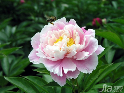 芍药花语