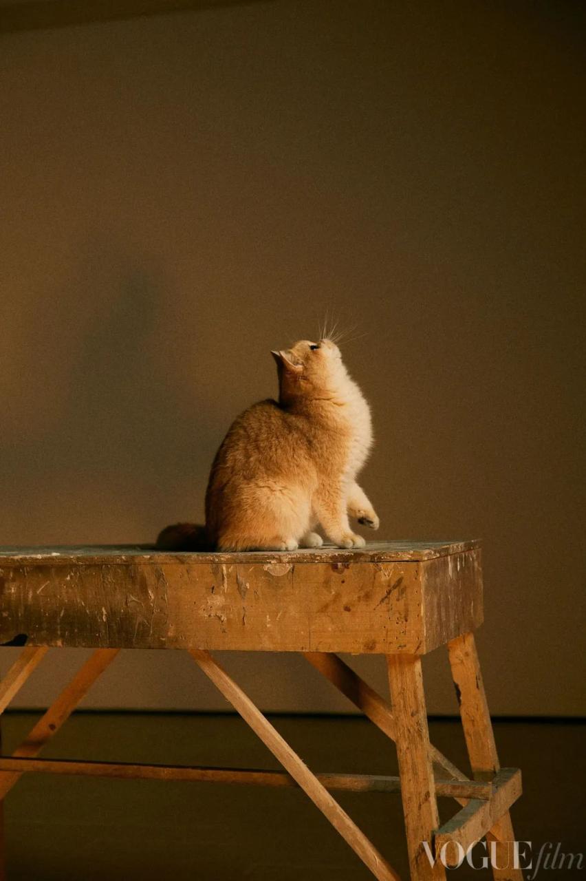 猫爪论坛