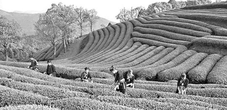 茶叶批发