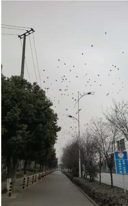 鱼鳞云有什么预兆