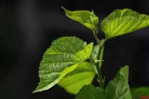 降血脂最好的茶