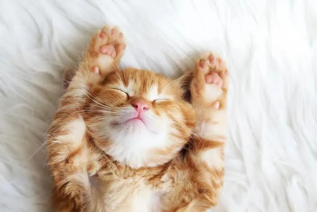 给小猫起名字