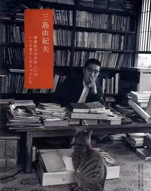 给小猫起名字