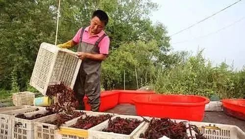 养殖业什么最赚钱农村
