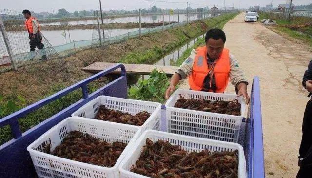养殖业什么最赚钱农村