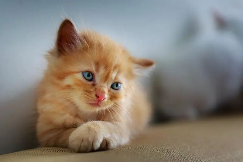 给小猫起名字