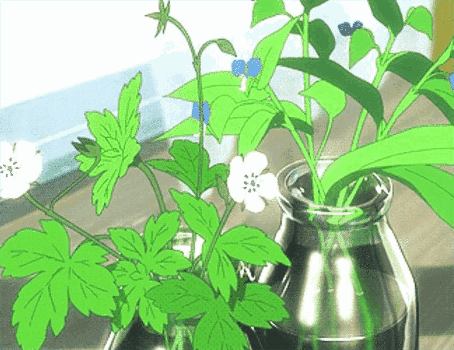 水培植物有哪些