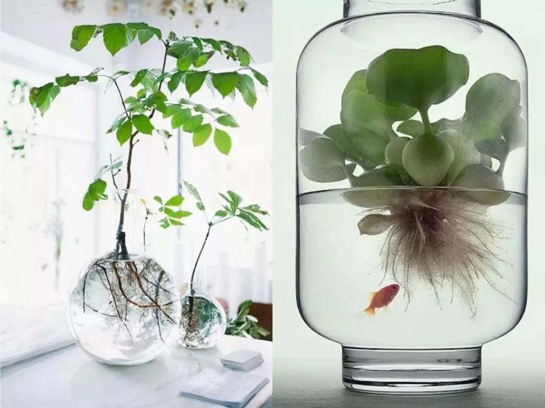 水培植物有哪些