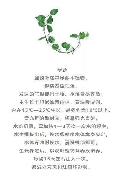 水培植物有哪些