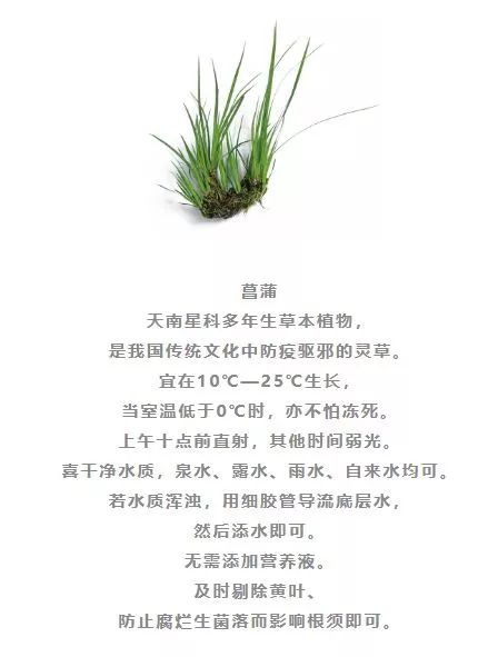 水培植物有哪些