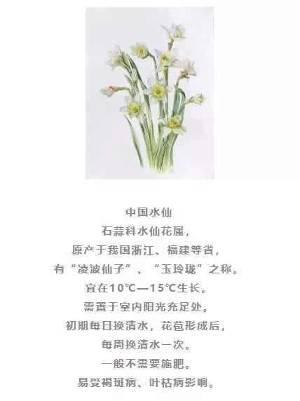 水培植物有哪些