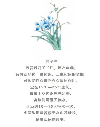 水培植物有哪些