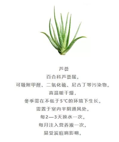 水培植物有哪些