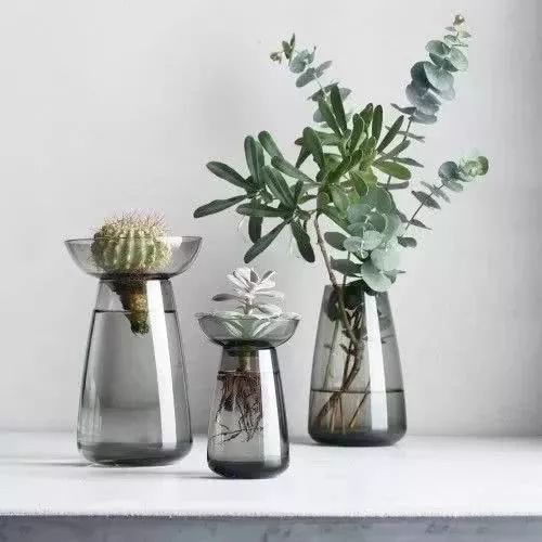 水培植物有哪些