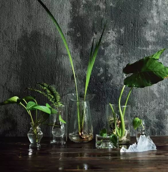水培植物有哪些