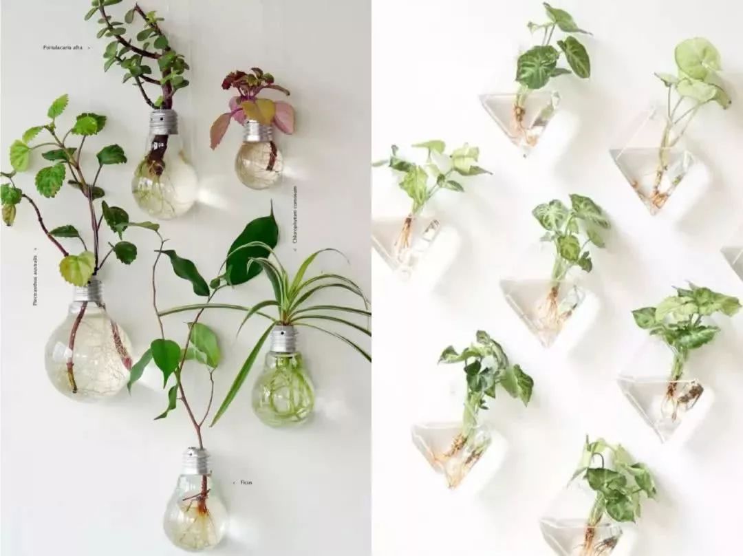 水培植物有哪些