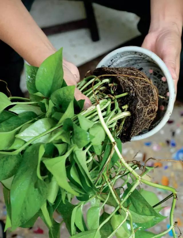 水培植物有哪些