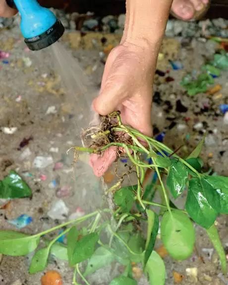水培植物有哪些