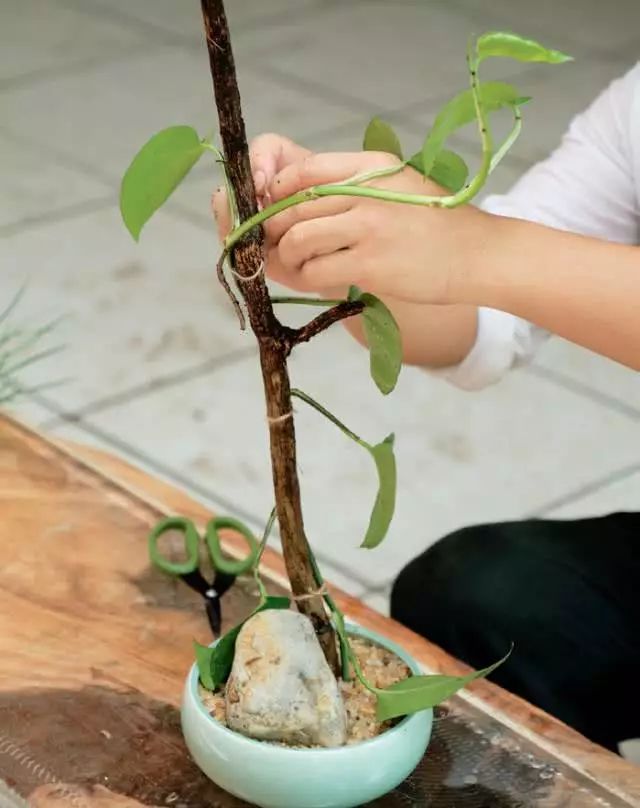 水培植物有哪些