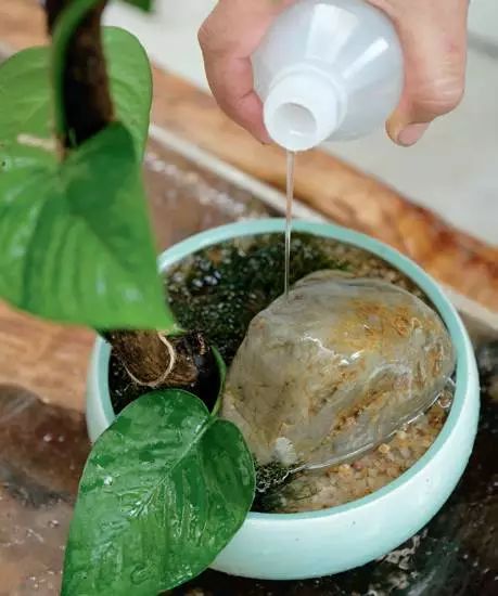 水培植物有哪些