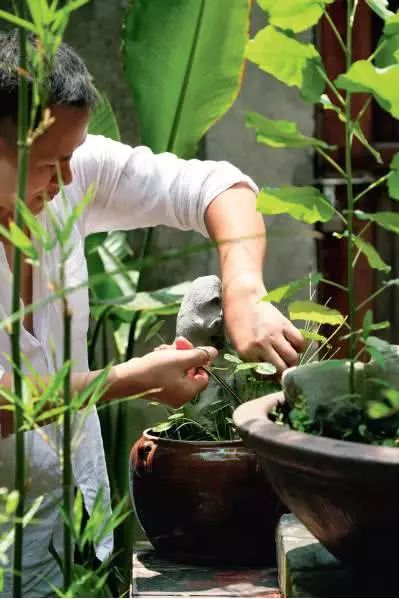 水培植物有哪些