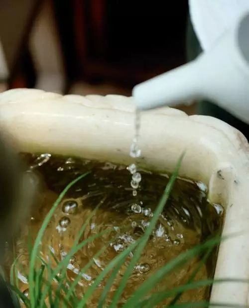 水培植物有哪些