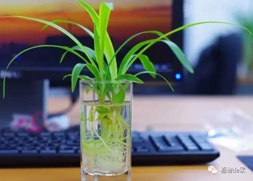 水培植物有哪些