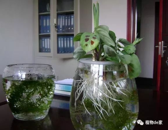 水培植物有哪些
