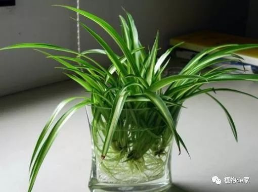 水培植物有哪些
