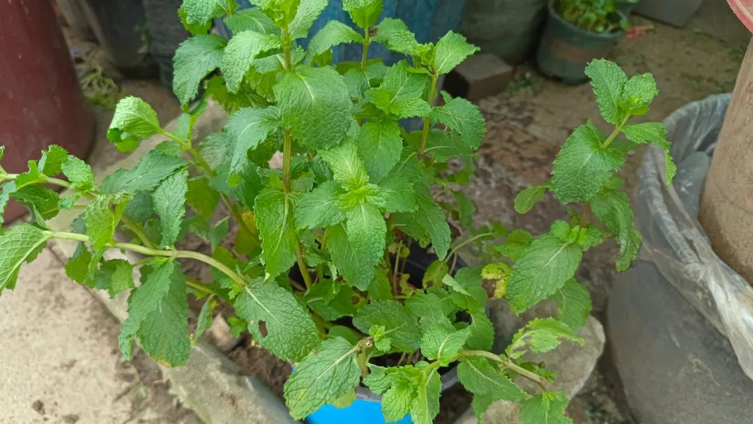 水培植物有哪些