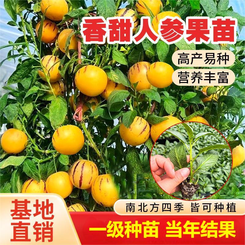 秋天的水果有哪些