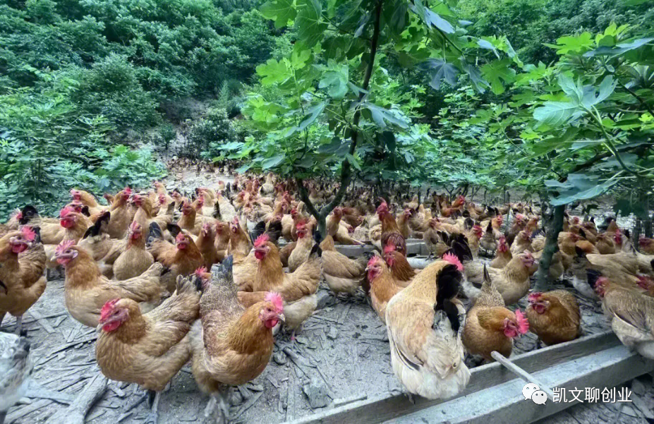 几千块钱的创业小项目