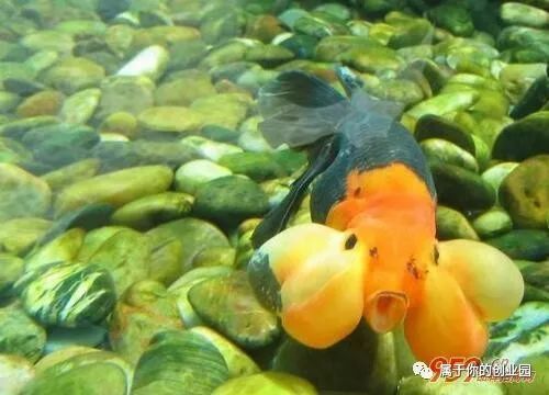 几千块钱的创业小项目