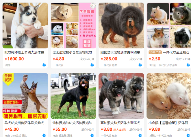 互联网+活体宠物赛道，月入10万的小众偏门生意！