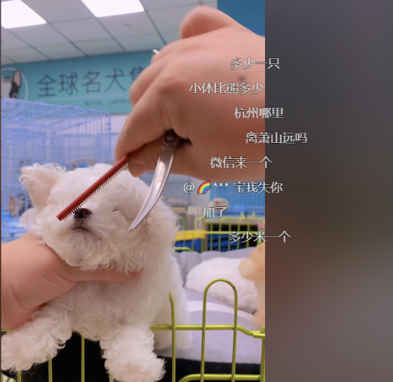 互联网+活体宠物赛道，月入10万的小众偏门生意！