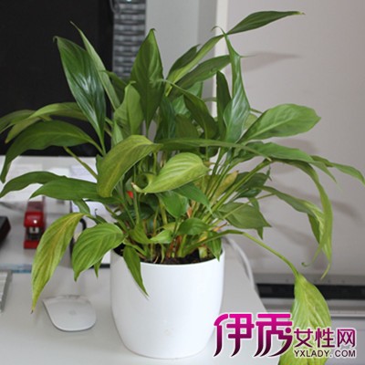 除甲醛项目