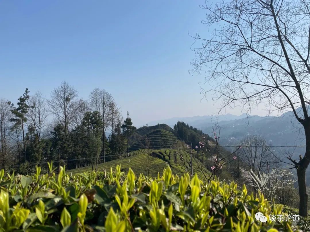 茶叶生意好做吗 茶叶生意好做吗