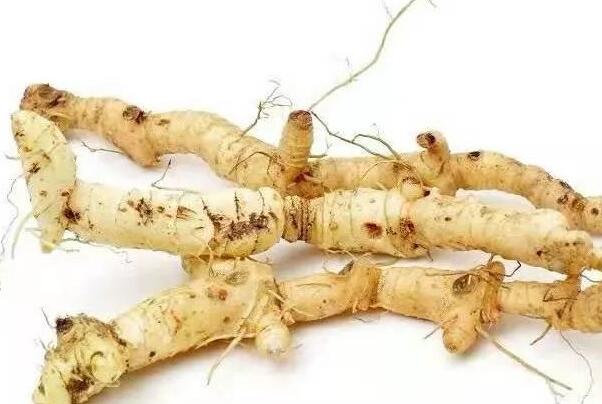 十大紧缺药材