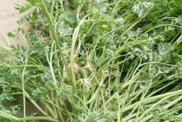 十大紧缺药材