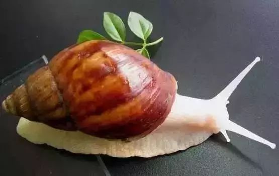 养殖致富好项目